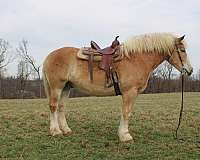 driving-draft-horse