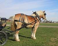 team-driving-draft-horse