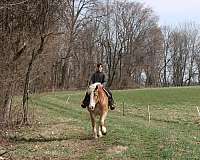 parade-draft-horse