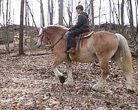 ridden-western-draft-horse