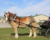 trail-draft-horse