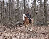 pleasure-driving-draft-horse