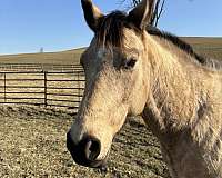 buckskin-project-horse