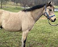 buckskin-natural-horsemanship-training-horse