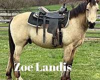 buckskin-natural-horsemanship-training-horse