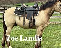 buckskin-project-horse