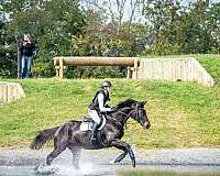 warmblood-horse-for-sale