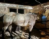 buckskin-sh-horse