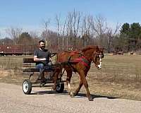 parade-bashkir-curly-horse