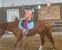 ball-bashkir-curly-horse