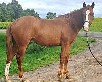 beginner-safe-bashkir-curly-horse