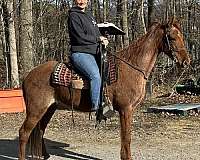 red-roan-gaited-trail-riding-horse