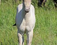 and-temperament-quarter-horse