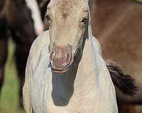 aqha-quarter-horse