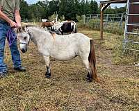 buckskin-double-registered-therapy-horse