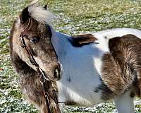 tobiano-silver-dapple-paint-with-two-partial-blue-eyes-pony