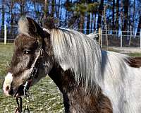 silver-dapple-paint-with-two-partial-blue-eyes