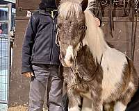 trick-trained-miniature-pony