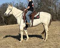 beginner-quarter-horse