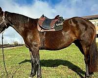 andalusian-horse-for-sale