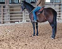 beginner-andalusian-horse