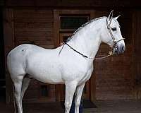 equitation-andalusian-horse