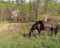 cross-andalusian-horse