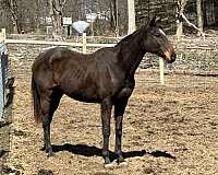 thoroughbred-horse-for-sale