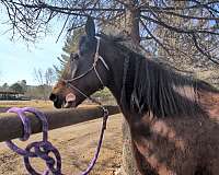 morgan-standardbred-mare