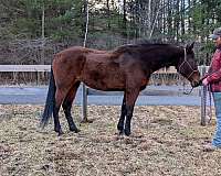 foundation-morgan-standardbred-horse