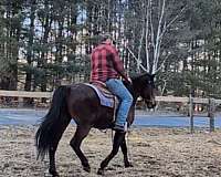 project-morgan-standardbred-horse