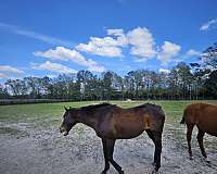 thoroughbred-horse-for-sale