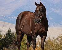 athletic-quarter-horse