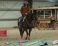 ranch-work-quarter-horse