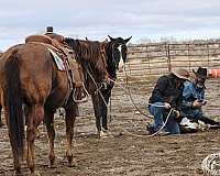 ranch-versatility-quarter-horse