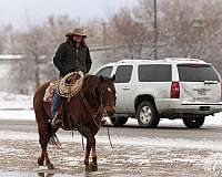 roping-quarter-horse