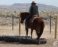 reining-quarter-horse