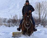 trail-quarter-horse