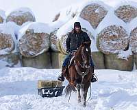 trail-riding-quarter-horse