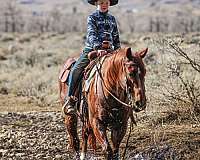 calf-roping-quarter-horse