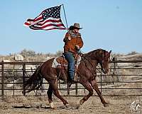 cowboy-mounted-shooting-quarter-horse