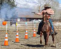 ranch-versatility-quarter-horse