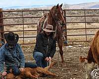 reined-cow-quarter-horse