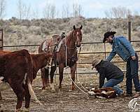 ranch-work-quarter-horse