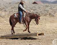 roping-quarter-horse