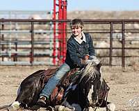 tobiano-quarter-pony-mare