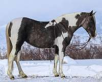 tobiano-athletic-pony