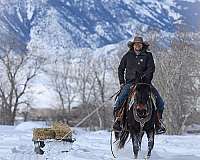 trail-riding-mule