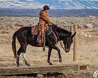 working-cattle-mule