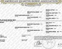 calf-roping-quarter-horse